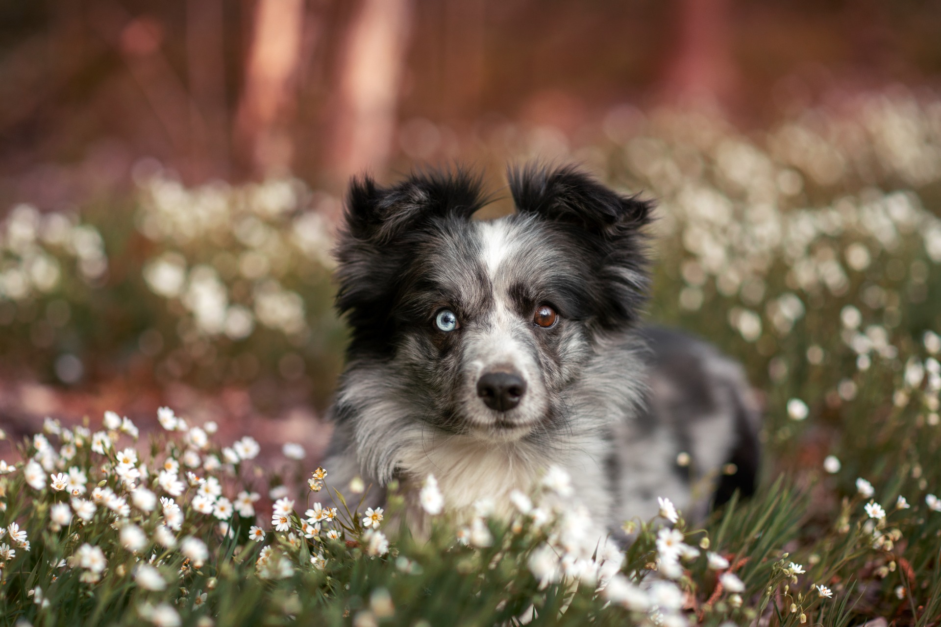 Arwen